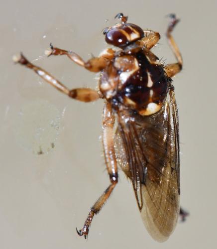 Hippobosca equina